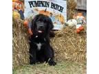 Newfoundland Puppy for sale in Lake City, MI, USA