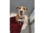 Louise American Pit Bull Terrier Adult Female