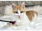 Daniel - MEET ME 3/16/24! Domestic Shorthair Kitten Male
