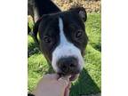 Dunkin American Pit Bull Terrier Young Male