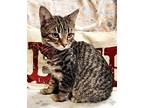 Reilly Domestic Shorthair Kitten Male