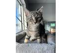 Floor Domestic Shorthair Kitten Male