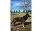 Max German Shepherd Dog Young Male