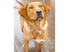 Rufus Labrador Retriever Young Male