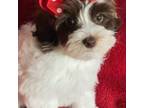 Maltipoo Puppy for sale in Danville, KY, USA
