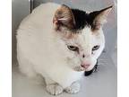 Lydia Domestic Shorthair Senior Female