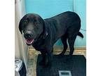 Brando Labrador Retriever Young Male