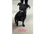 Kesha Labrador Retriever Adult Female