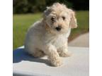 Mutt Puppy for sale in Cadwell, GA, USA