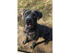 Jax Cane Corso Young Male