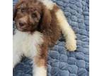 Mutt Puppy for sale in Lumberton, NC, USA