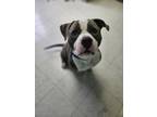 Rambo American Pit Bull Terrier Adult Male