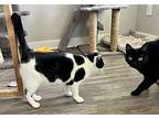 Marbles Domestic Shorthair Young Female