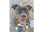 Chica American Pit Bull Terrier Young Female