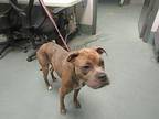 Care Bear American Staffordshire Terrier Adult Female