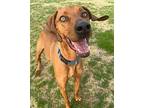 Duke Redbone Coonhound Adult Male