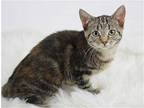 Riley - SEE ME @ PETCO! Domestic Shorthair Young Female