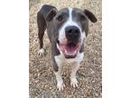 Kobe American Pit Bull Terrier Adult Male