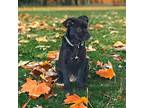 Niles Mixed Breed (Medium) Puppy Male