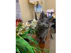 Smokey Domestic Shorthair Adult Male