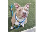 Diesel American Pit Bull Terrier Young Male