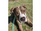 Adonis American Pit Bull Terrier Adult Male