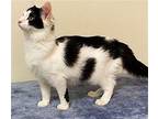 KITTEN CINDY Domestic Shorthair Young Female
