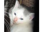 Don Julio Domestic Shorthair Young Male
