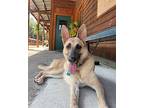 ADIRI German Shepherd Dog Adult Female