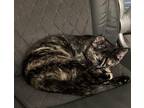 Bellatrix Domestic Shorthair Kitten Female