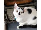 Georgie Domestic Shorthair Young Male