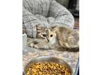 Veronicat--Sponsored Adoption Fee Domestic Longhair Kitten Female