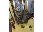 Bobbie - $55 Adoption Fee Special Domestic Shorthair Kitten Female