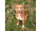 Tater Tot American Staffordshire Terrier Adult Male