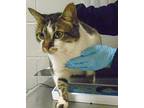 Amelia Domestic Shorthair Senior Female