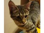 Gabby Domestic Shorthair Kitten Female