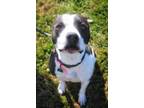 Minnie American Pit Bull Terrier Adult Female