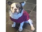 Swaby Pinky FLUFFY FRENCHIE IN FOSTER & GREAT WITH KIDS! French Bulldog Young