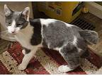 Lindie and Lance Domestic Shorthair Kitten Male
