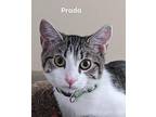 Prada Domestic Shorthair Kitten Female