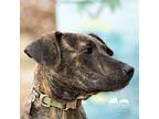 Swirl Plott Hound Young Male