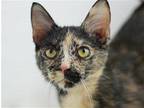 Joy - SEE ME @ PETCO! Domestic Shorthair Young Female