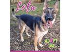 LOLA German Shepherd Dog Young Female