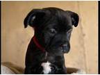 Max Mixed Breed (Medium) Puppy Male