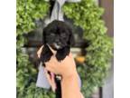 Cavapoo Puppy for sale in Rocky Mount, NC, USA