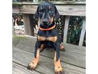 Doberman Pinscher Puppy for sale in Spiro, OK, USA