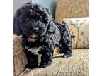 Havanese Puppy for sale in Rustburg, VA, USA