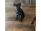 Cane Corso Puppy for sale in Muskegon, MI, USA