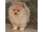 Pomeranian Puppy for sale in Citrus Springs, FL, USA