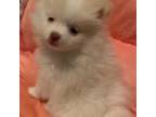 Pomeranian Puppy for sale in Citrus Springs, FL, USA